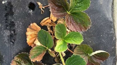 Identifican un nuevo hongo que afecta a la frutilla