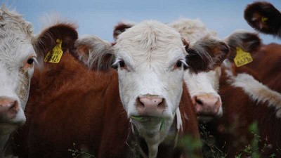 Manejo eficiente de los pastos, clave para una ganadería sustentable