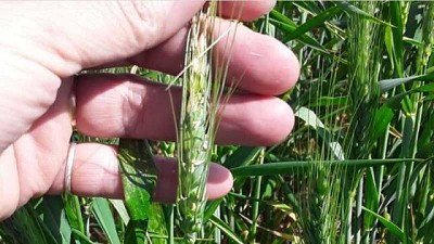 Lluvias de setiembre salvan al trigo en la región núcleo