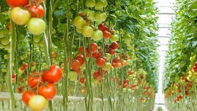 El primer invernadero hidropónico automatizado de Campana promueve la sustentabilidad y la inclusión