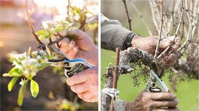 Cómo podar árboles frutales mayores y menores