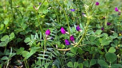 ¿Cuándo y cómo terminar cultivos de servicios?