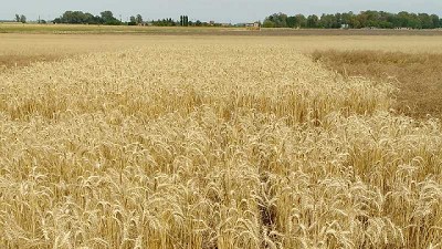 Carbono: el elemento que determina la sustentabilidad del agro