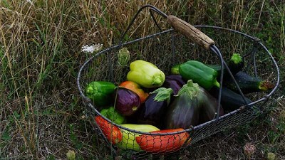 Aprende a sembrar tomates, pimientos y berenjenas en tu huerto