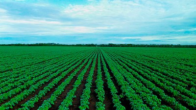 No te preocupes por cuidar tu barbecho, Sulfomet lo hace por vos.