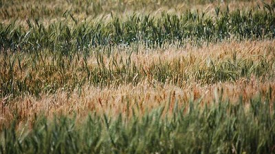 El agro argentino puede ser parte de la solución al cambio climático