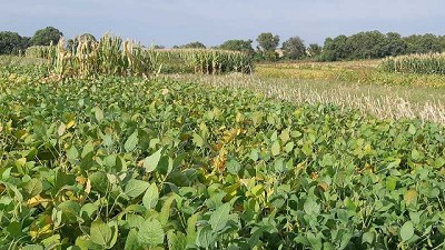 Cómo reducir el impacto del clima en los cultivos de verano
