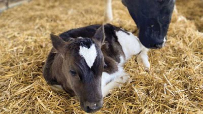 La protección contra la diarrea comienza en el período seco