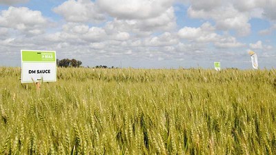 Maximizando el rendimiento y calidad del trigo con genética y nutrición