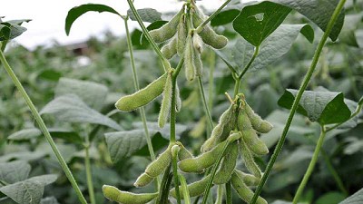 Polifenoles para cultivos extensivos, soluciones naturales para los desafíos de la agricultura actual