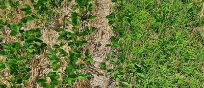 Junto a CREA, Sumitomo Chemical demuestra el alto control de malezas de sus herbicidas