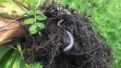 Agricultura regenerativa, aliada para un futuro sostenible