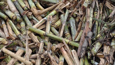 En el norte, la biomasa es una oportunidad para el desarrollo sustentable