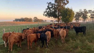 Proyecto Ganadería y Carne aumentó ingreso neto en 60% de los predios pese al contexto climático