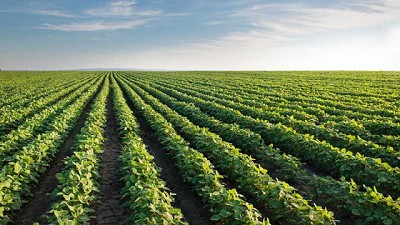 Planificar para anticipar: 8 consejos para obtener alto rendimiento en el cultivo de soja