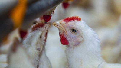 La carne de pollo presenta grandes ventajas nutricionales para las personas mayores