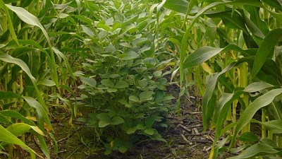 Intercultivo, una oportunidad más eficaz de producir