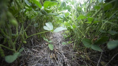 Qué inoculante elegir y cómo aplicarlo, una decisión clave para la siembra de soja