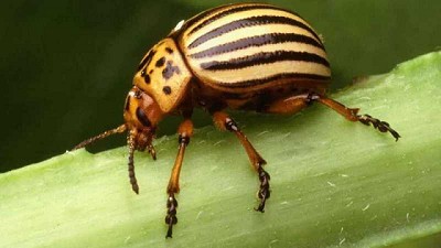 Una startup busca revolucionar el control de plagas en la agricultura empleando el método ARN de las vacunas Covid-19