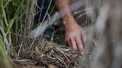 Claves para el manejo de malezas en los barbechos del Norte