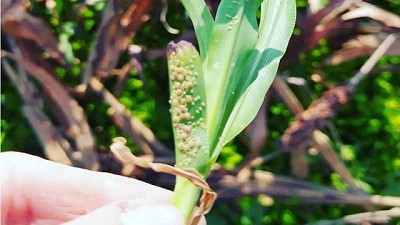 Alerta por la presencia de pulgón amarillo en sorgo