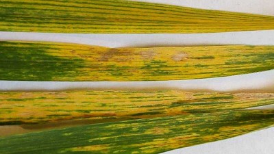 Detectan mosaico estriado del trigo en el norte de Buenos Aires
