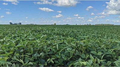 La soja sigue retrocediendo en los márgenes para campo alquilado en la región núcleo
