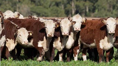 Vacas de invernada, toros y terneras obtuvieron los mejores precios en septiembre