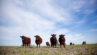 El stock bovino alcanzará las 53,5 millones de cabezas para fin de año