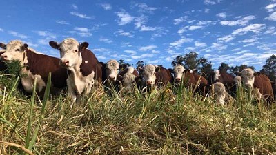La ganadería regenerativa tiene potencial para reciclar y secuestrar carbono
