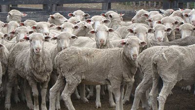 Productores de Patagones se preparan para la zafra lanera