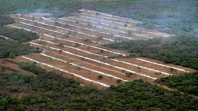 Fondo Verde del Clima donó u$s 82 millones para combatir la deforestación en Argentina
