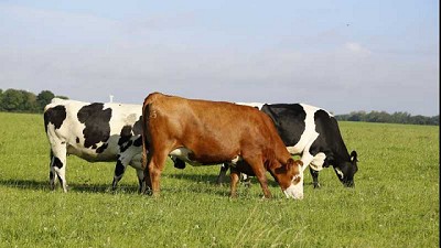 ¿Cuánto vale una hectárea en Uruguay y por qué es un país previsible?