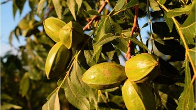 Analizan los parámetros de conservación de la nuez pecán