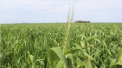 Acopiadores volvió a recordarle al Gobierno que peligra la comercialización de trigo argentino por el HB4