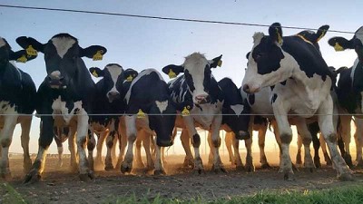 Lechería circular: producir con eficiencia y sostenibilidad, es posible