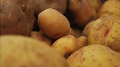 Desarrollan una herramienta para el control del tizón tardío