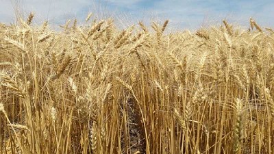 Los cereales de invierno tienen mapa de subregiones actualizado