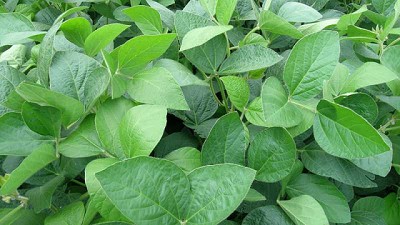 Un alga y una bacteria, para sojas más resistentes y rendidoras