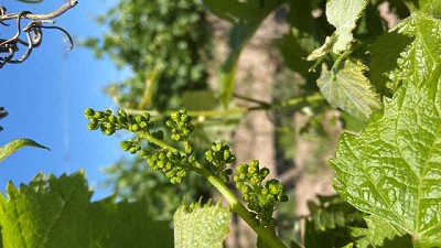 La fertilización foliar permite obtener más de 1600 kilos extra de vid por hectárea