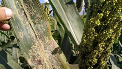 La llegada del pulgón amarillo del sorgo en Argentina: aprendizajes y desafíos