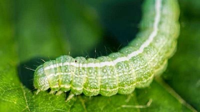 Alerta de plagas en el cultivo de Maíz