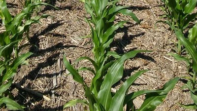 Estudian la influencia del nitrógeno en el rendimiento del maíz