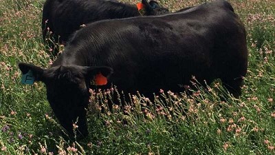 Producir carne a pasto es una alternativa sustentable con potencial