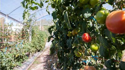 Biocontrol en tomate: evalúan una chinche predadora para el control de plagas