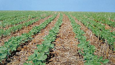 Cómo preparar el suelo para la campaña gruesa