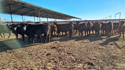 1ª Prueba nacional Angus de eficiencia de conversión