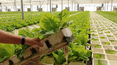 La V de la victoria, pero no la kirchnerista, la de la Revolución agroindustrial; por Ricardo Bindi