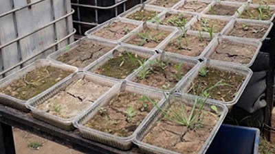 Más rotación de cultivos, menos malezas