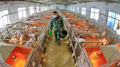 En China convierten gases industriales en proteínas para la nutrición ganadera